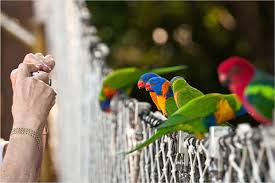 Resultado de imagen de imagenes de loro parque