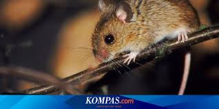 Penyakit ini lebih dikenal dengan nama penyakit kencing tikus. Mengenal Leptospirosis Penyakit Langganan Pasca Bencana Banjir Halaman All Kompas Com