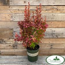 Image result for Barberry