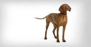 Image result for maďarský krátkosrstý ohař