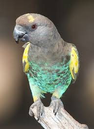 Meyer S Parrot Poicephalus Meyeri Is A Small Stocky African Parrot Kus