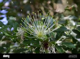 Image result for Maerua cafra