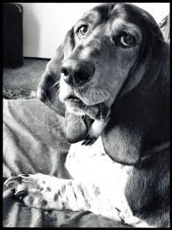 Black And White Hound Dog Bay On Bed Photography Kevie Collins Hound Dog Dogs And Puppies Basset Hound