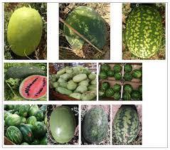 Image result for Citrullus lanatus