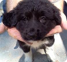 Do you often think of adopting the perfect family hybrid dog? Sherburne Ny Great Pyrenees Meet Mariah A Pet For Adoption
