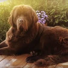Our #1 goal is connecting buyers and breeders for the best possible puppy buying experience. Cyridge Newfoundlands