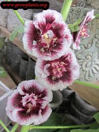 Hollyhocks are pretty simple to represent in embroidery. Hollyhock How To Grow Care