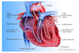 heart disease symptoms signs and causes