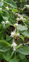 Image result for Alternanthera caracasana