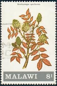 Image result for Brachystegia spiciformis