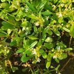 Image result for Limeum viscosum