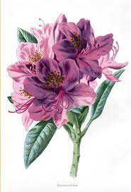 All orders are custom made and most ship worldwide within 24 hours. 1887 Antique Rhododendron Print Lithograph By Antiquarianprints 15 00 Botanical Prints Antique Botanical Print Vintage Botanical Prints