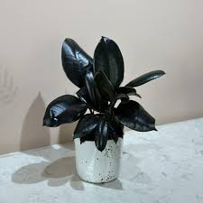 Image result for Ficus elastica