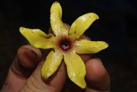 Image result for isolona lebrunii