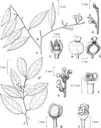 Image result for Strombosiopsis tetrandra