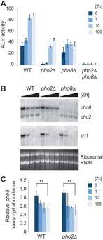 0 ratings0% found this document useful (0 votes). Zinc Dependent Activation Of The Pho8 Alkaline Phosphatase In Schizosaccharomyces Pombe Journal Of Biological Chemistry