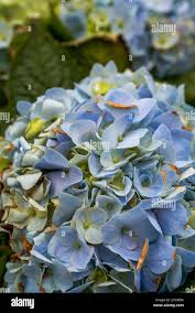 Image result for Behnia reticulata