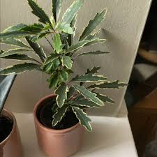Maybe you would like to learn more about one of these? How To Care For False Aralia In Nashville Tn