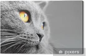 British Shorthair Kedi Detay Ingiliz Mavi Kedi Tuval Baski Pixers Haydi Dunyanizi Degistirelim
