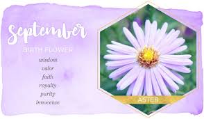 September Birth Flower Aster Ftd Com Birth Month Flowers September Birth Flower Birth Flowers