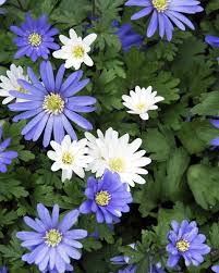 It is one of the best low maintenance balcony plants. 20 Best Low Maintenance Flowers For Your Garden Easy Annuals Perennials And Potted Plants