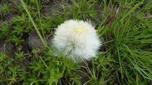 Image result for Crassocephalum rubens