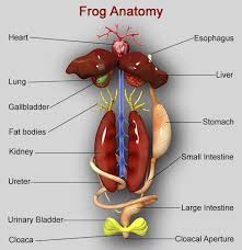 Internal Organs Of Frog Frog Dissection Worksheet Frog Dissection Frog