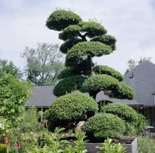 The japanese holly is native to east china, japan, korea and taiwan. Japanese Holly Convexa Ilex Crenata Convexa Holly Convexa Ilex Convexa Winterberry Convexa Plants Flowers 99roots Com