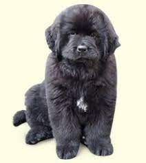 Maybe you would like to learn more about one of these? Newfoundland Puppies For Sale Newfy Breed Profile Greenfield Puppies Newfoundland Puppies Newfoundland Puppies For Sale Puppies