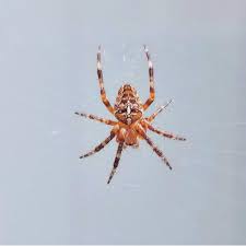 Check spelling or type a new query. Beautiful Markings Found In Washington State Spiders