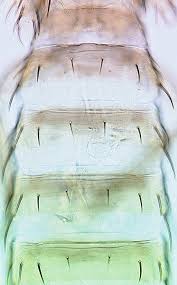 Image result for Cissus nigropilosa