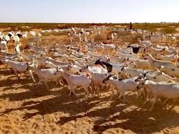Esta canción está incluida dentro del disco breathless. Somalia S Agrifood Startup Agrikaab Shuts Down Its Goats And Sheep Farms
