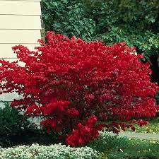 Maybe you would like to learn more about one of these? Dwarf Burning Bush Odom Euonymus Alatus My Garden Life