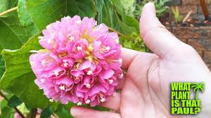 Image result for Dombeya lastii