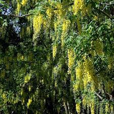 16 alberi ideali per piccoli giardini. Alberi A Fiore Giallo