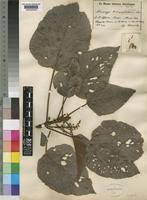 Image result for Macaranga capensis