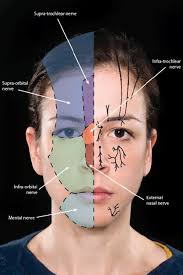 Image result for Forehead Regional Block
