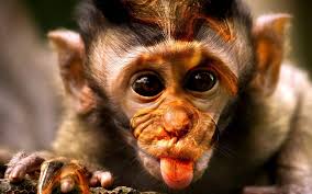 صور القرود اجمل صور القرود صور قرود مضحكة خلفيات للشمبانزي روعه