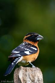 Black Birds In California Black Headed Grossbeak Male F35749ece6dab663a045b63f5e0ce8fd Jpg 564 845 Bird Species Domestic Cat Birds