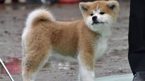 The most charming dogs in the world!: Ageing Akita Dog To Be Honored For Coming To Rescue Of Elderly Woman