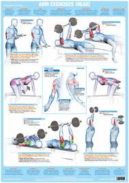 Arm Muscles Rear Weight Lifting Chart Bodybuilding Gym Exercise Poster Ebay