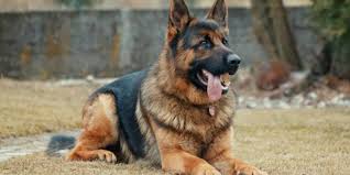 Why put beer in front of him? Is Adopting Dogs Haram I Ve Heard Many People In Reddit Youtube And More Say That It S Haram To Adopt Dogs Some Say That It S Okay But Only For Help Like For Example