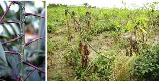 Image result for Hyparrhenia tamba