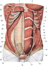 Pin On Human Anatomy Drawing