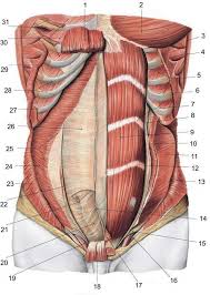 This diagram with labels depicts and explains the details of groin muscles diagram. Pin On Human Anatomy Drawing