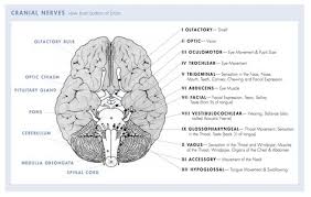 12 Cranial Nerves Chart 12 Pairs Of Cranial Nerves Their Functions Are Listed In The Diagram