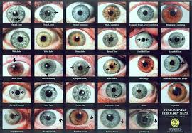 human eye color chart go back gallery for natural eye