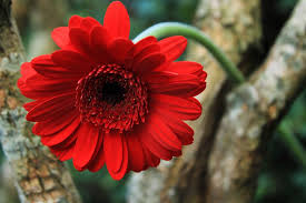 Jika sebelumnya ada inspirasi tanaman hias untuk dekorasi rumah dengan jenis tanaman hias daun bunga krisan adalah nama lain dari krisan. Bunga Gerbera Asal Habitat Arti Warna Cara Budidaya