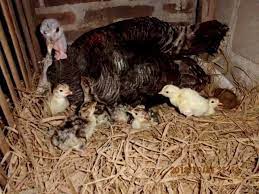 Bagaimana pemeliharaan ayam kalkun saat dewasa ? Tips Membuat Tempat Mengeram Dalam Budidaya Ayam Kalkun Hobi Ternak
