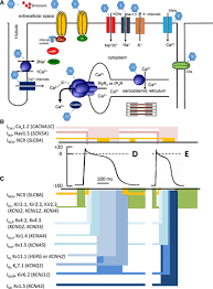 modernized classification of cardiac antiarrhythmic drugs